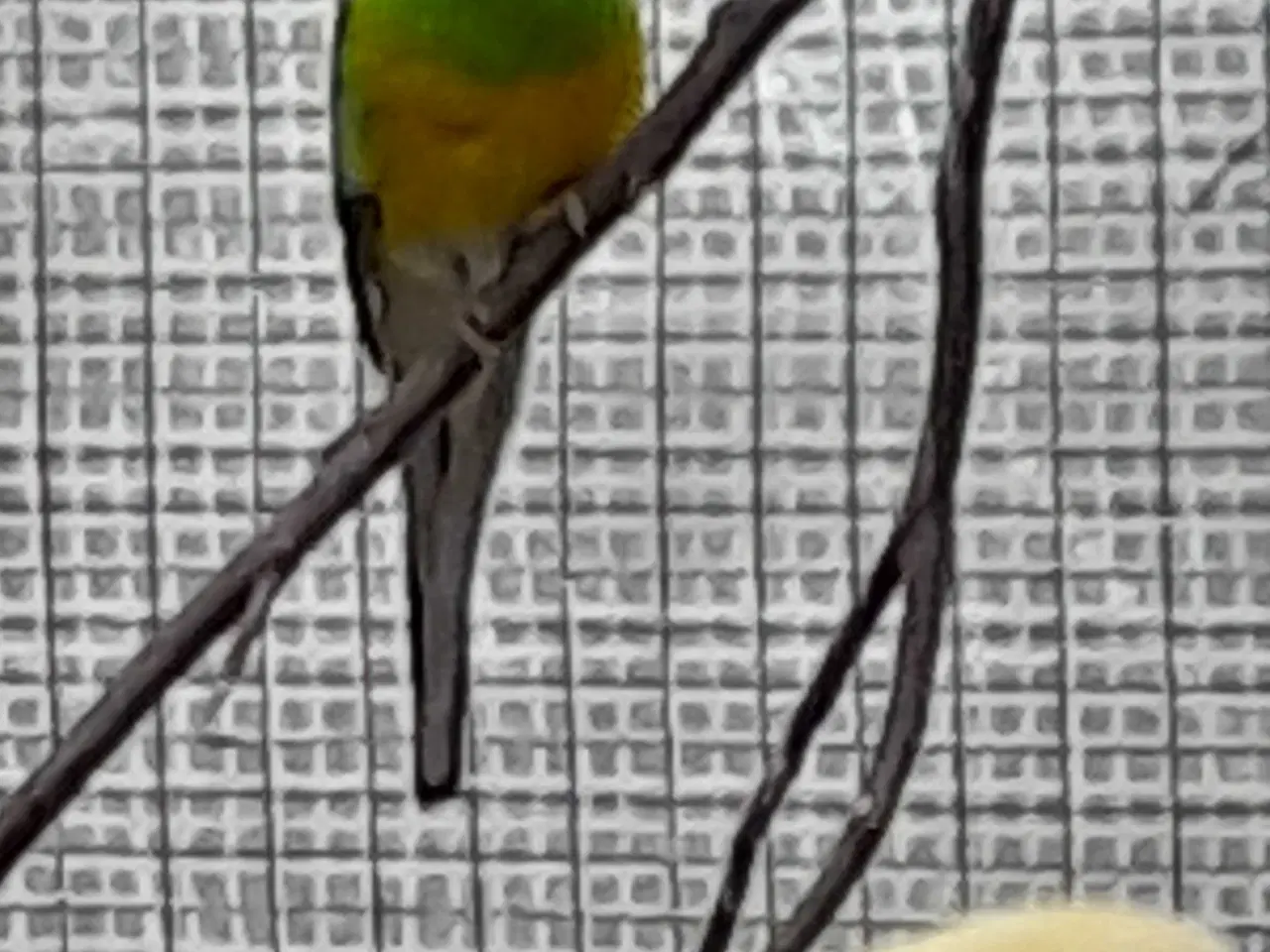 Billede 3 - 4 sangere