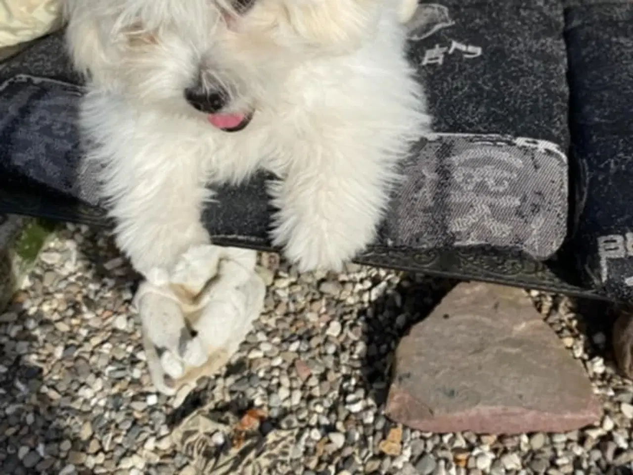 Billede 2 - Coton de Tulear piger søger nye familier