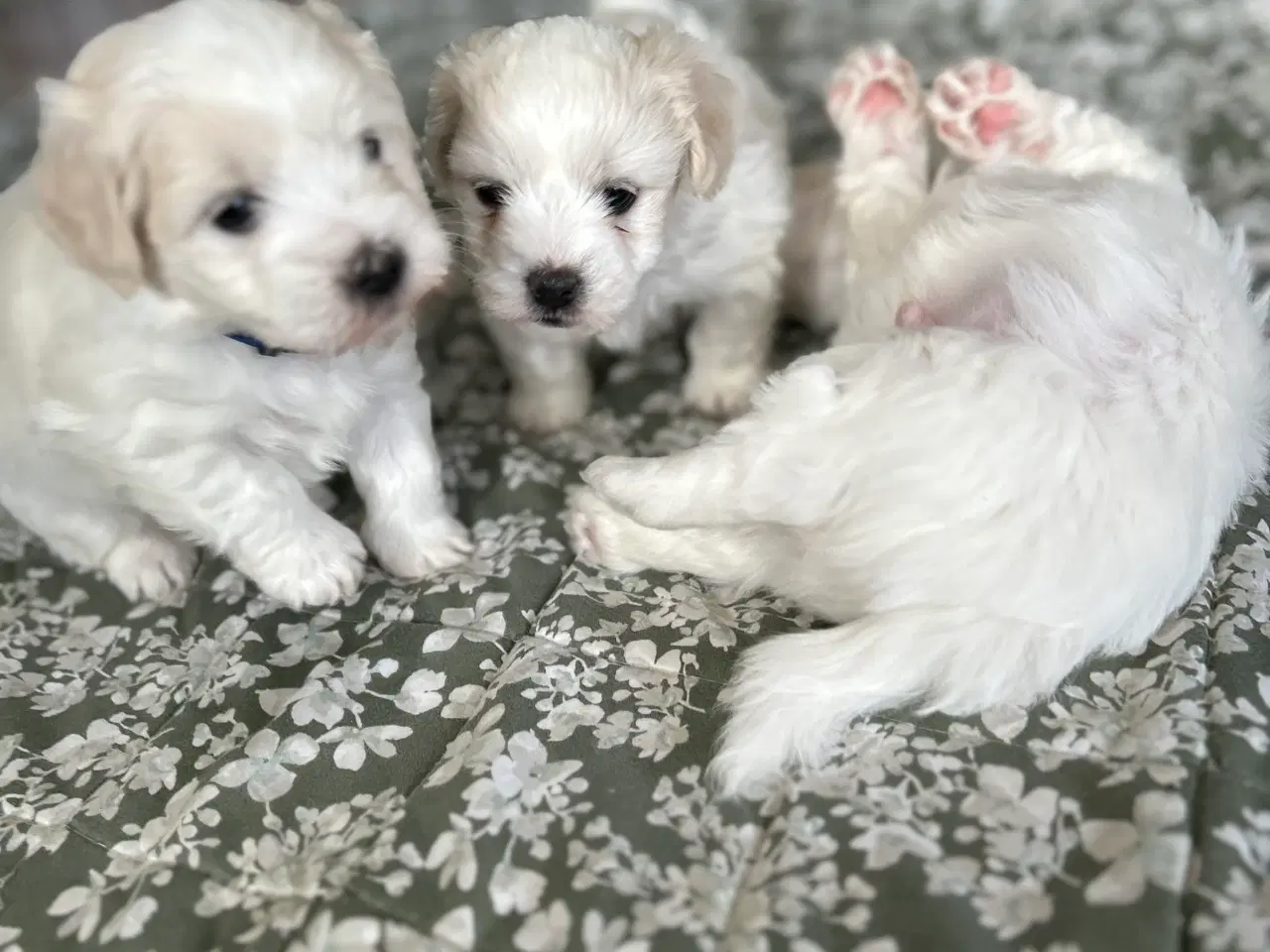 Billede 2 -  Coton De Tulear