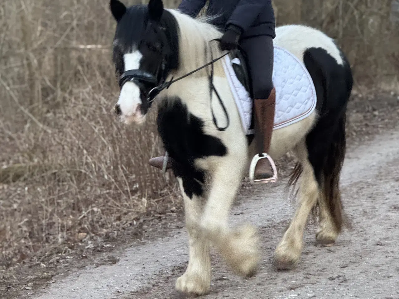 Billede 2 - Sød ukompliceret børne / konehest 