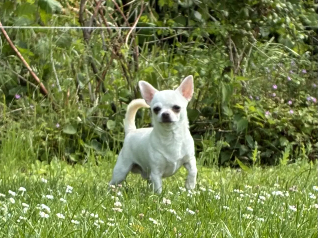 Billede 1 - DKK Chihuahua 