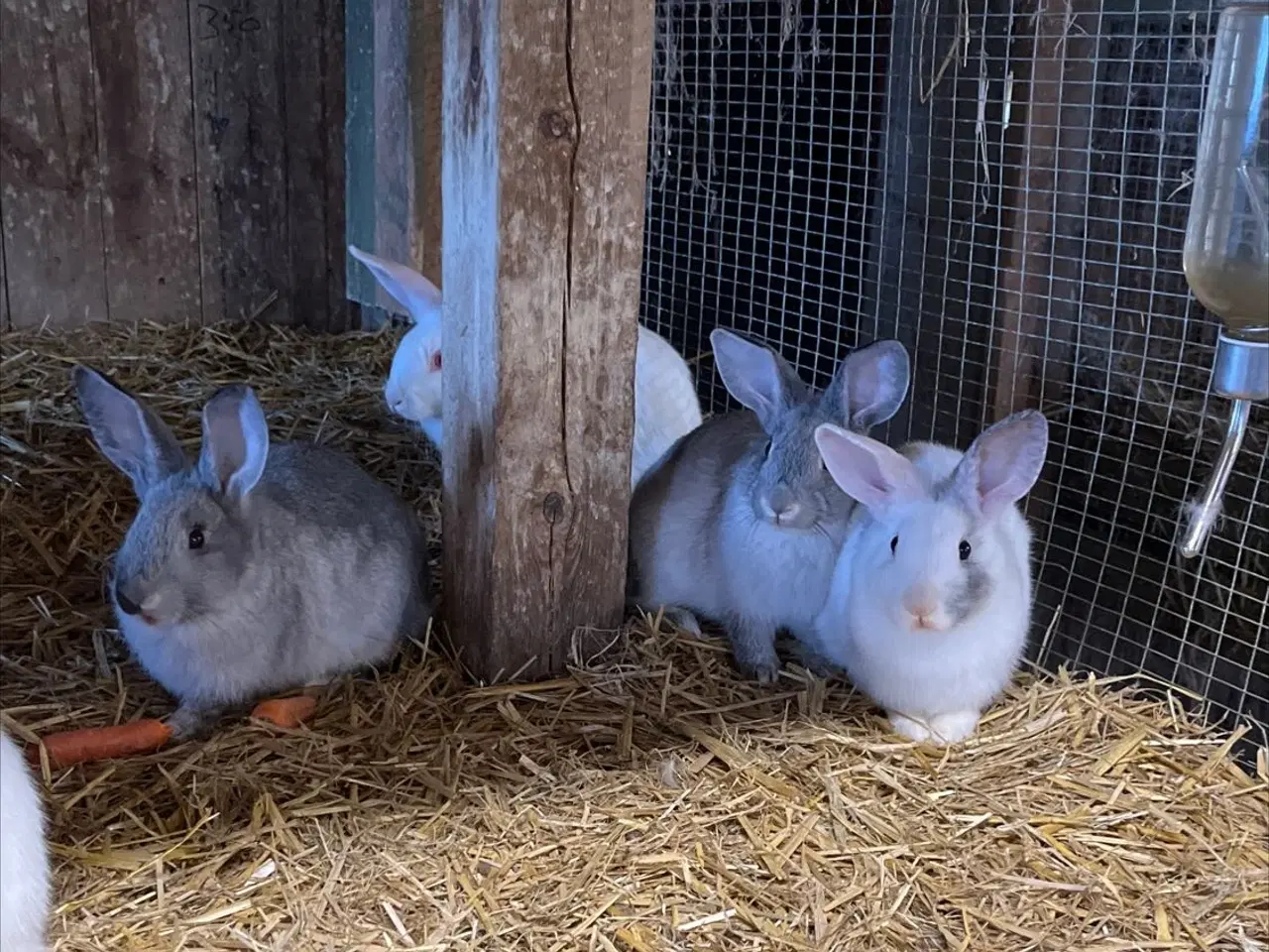 Billede 9 - Dværg kanin unger 