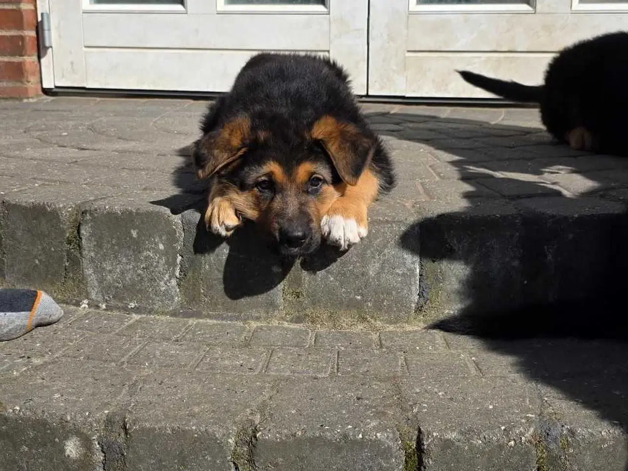 Billede 1 - Schæfer Hvalpe til salg