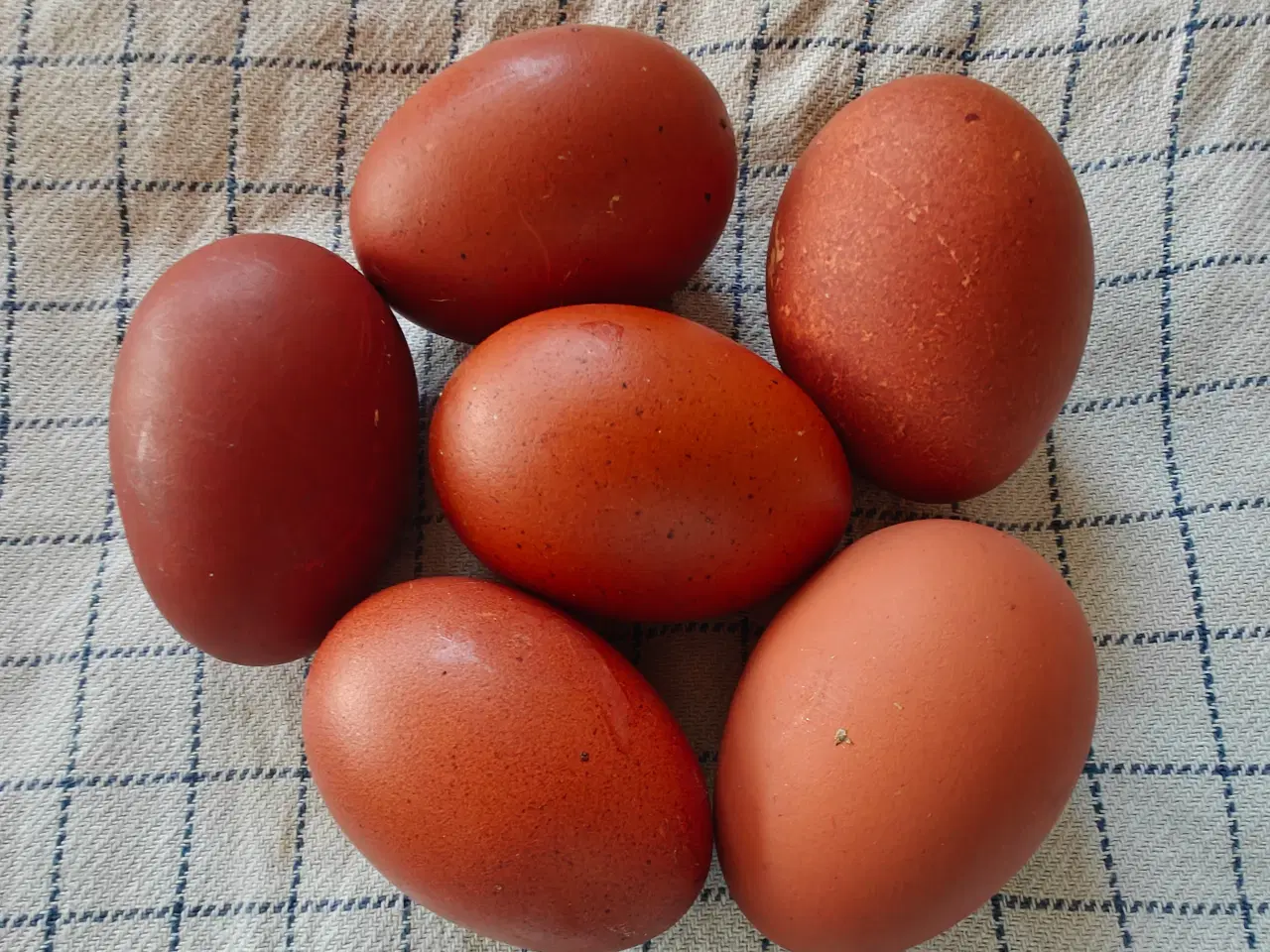 Billede 1 - Maran rugeæg 