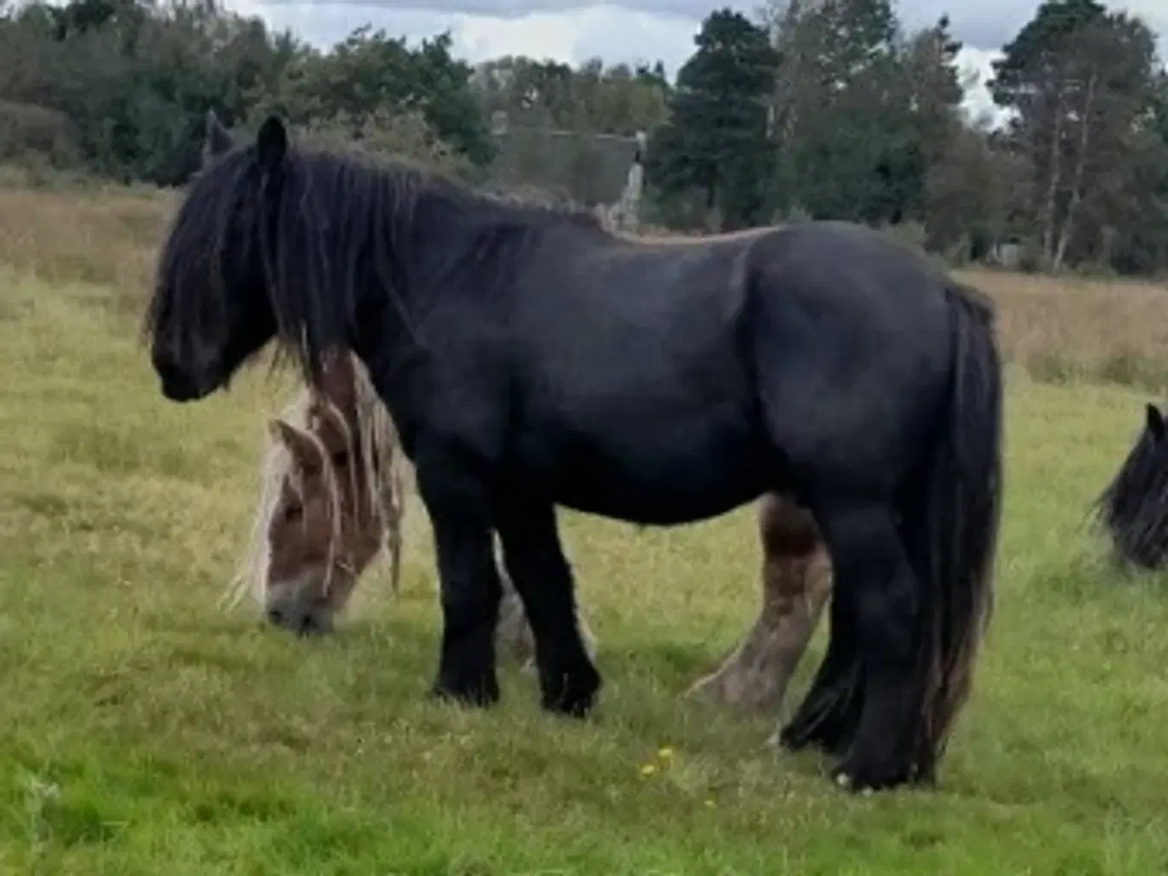 Billede 1 - 3 års jyde hingst, ca 150 i stang