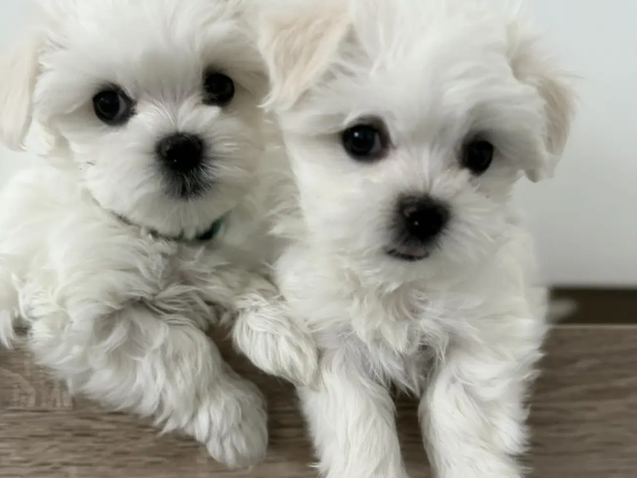 Billede 1 - Malteser 8 uger