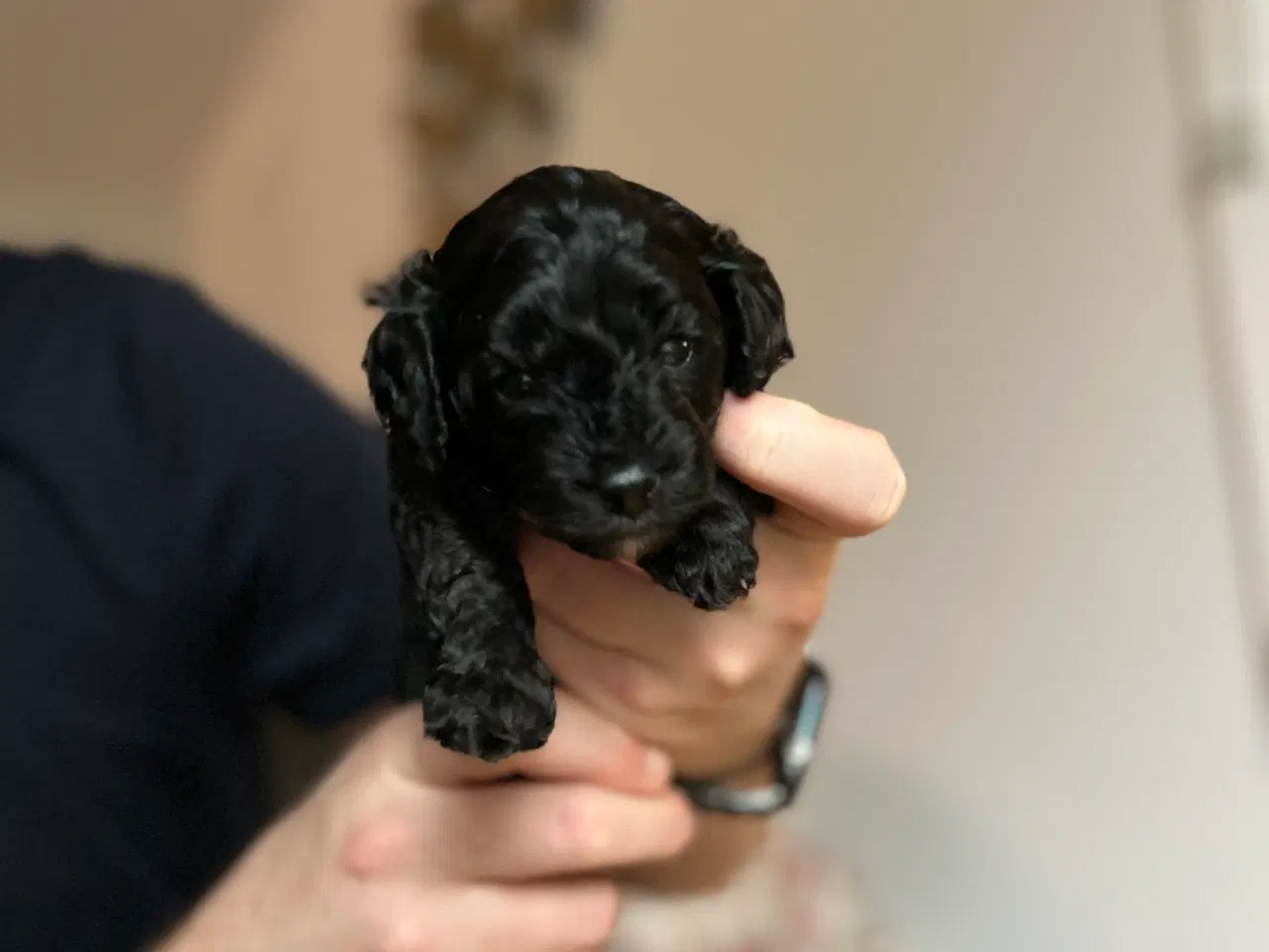 Billede 4 - Cavapoo / Toycavapoo F1