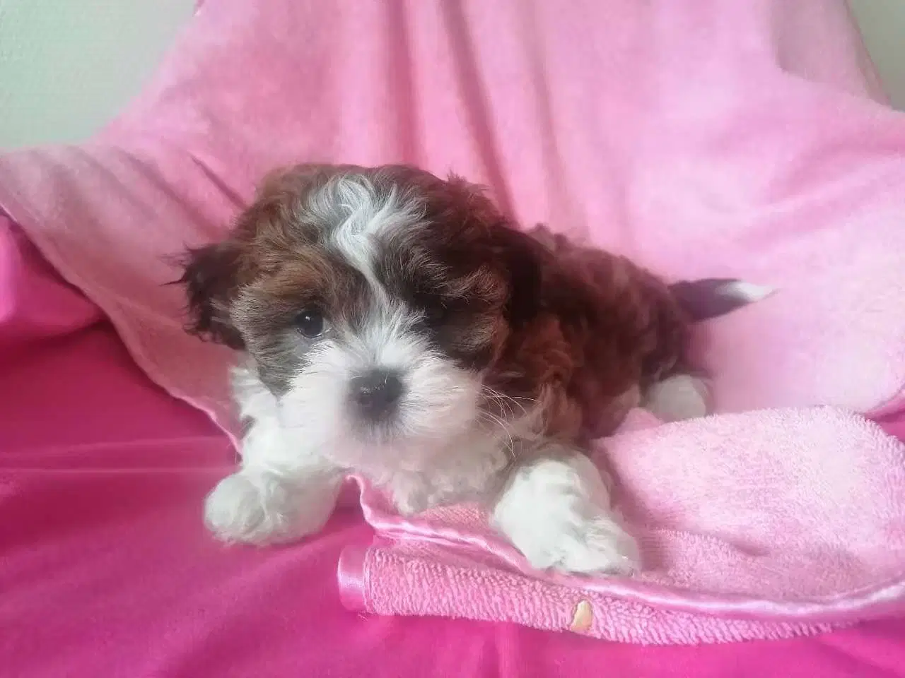 Billede 4 - Bichon Havanais ( Havaneser ) / Shih Tzu