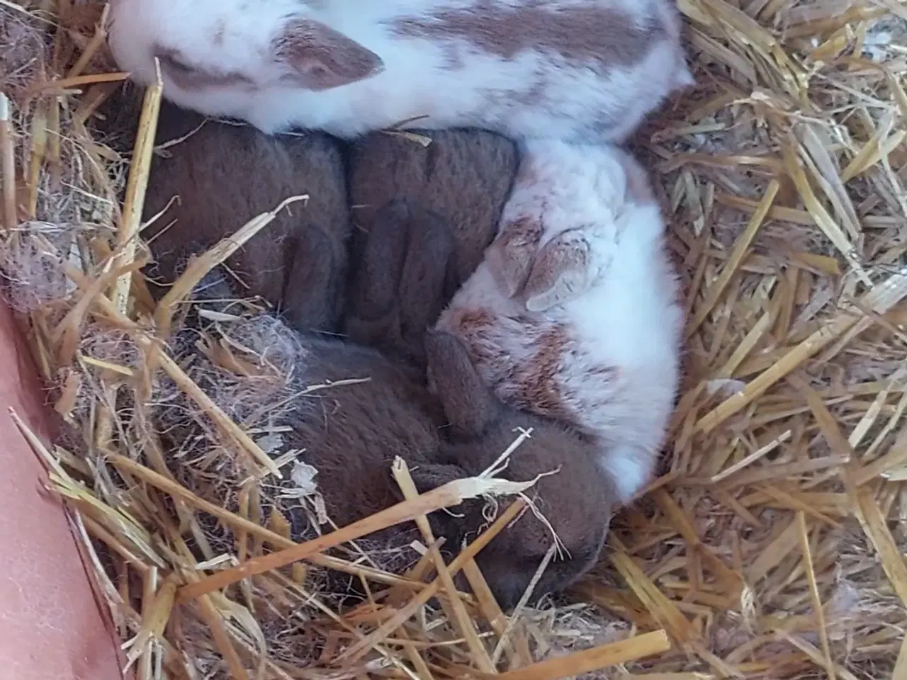 Billede 1 - Søde kaniner til salg