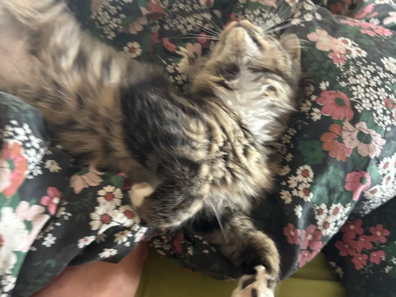 Billede 4 - Smuk kærlig Maine coon pige