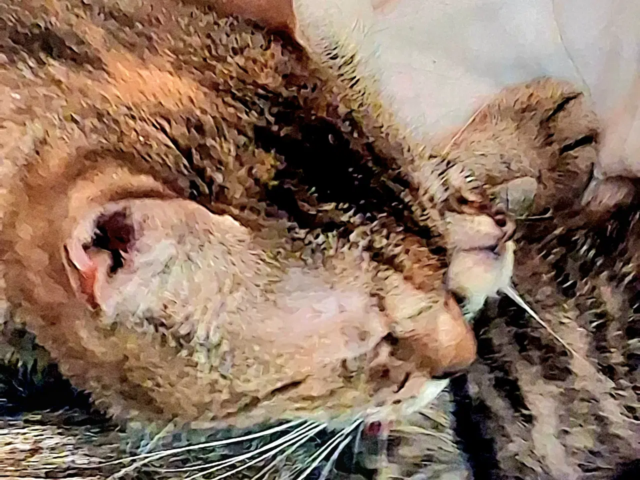 Billede 9 - Minikat killinger søger nye kærlige hjem.