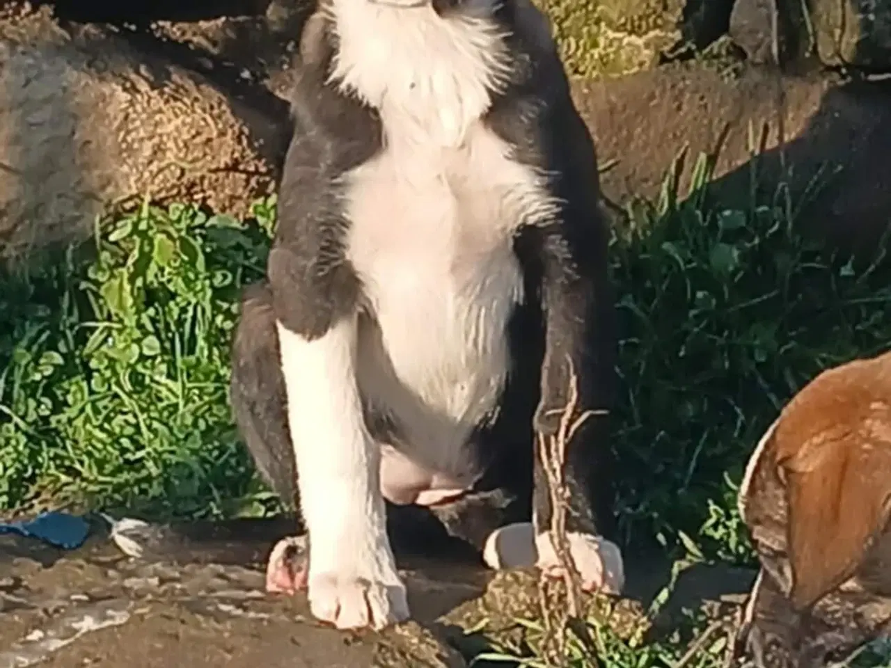 Billede 1 - Skønne Rikke søger sin første familie