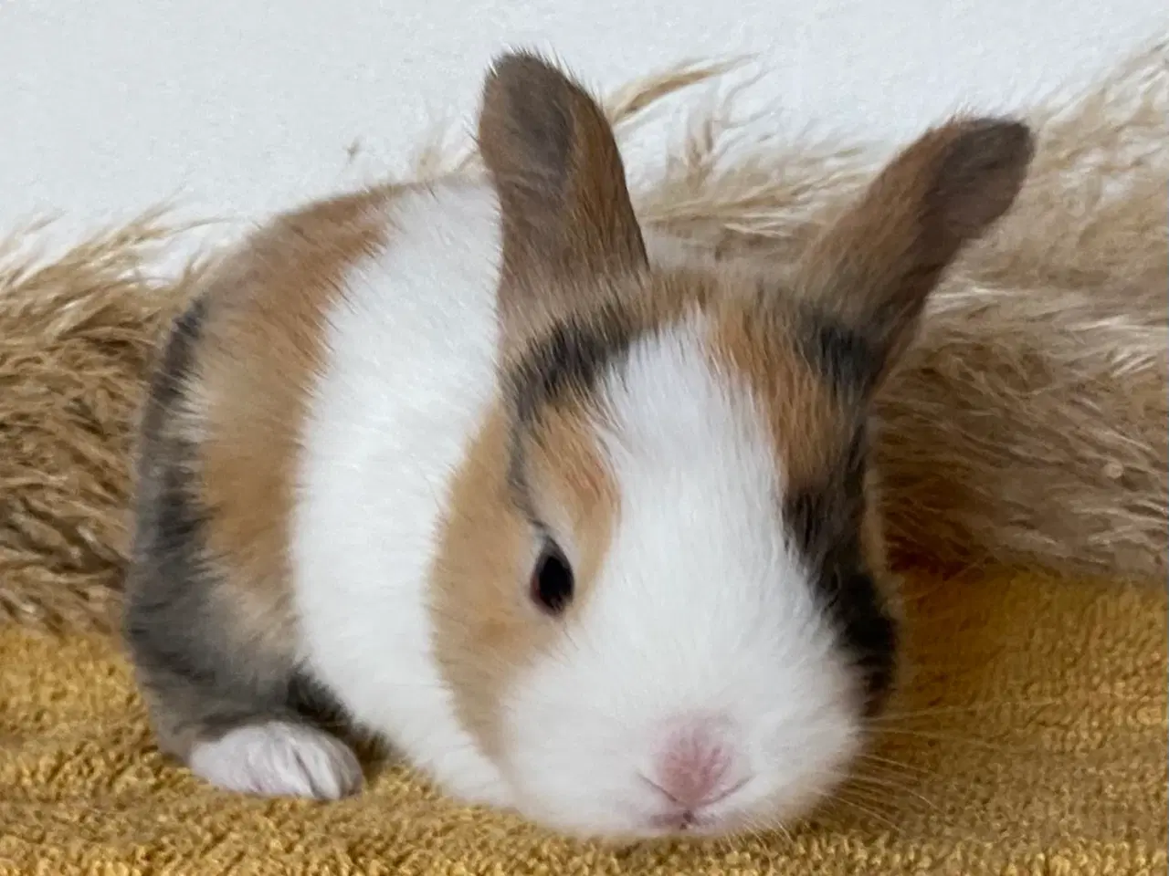 Billede 6 - HOLLÆNDER HAN JAPANER SORT/GUL