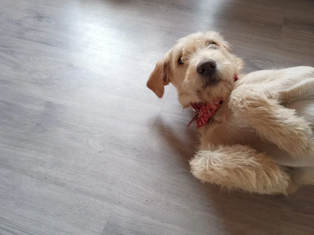 Billede 4 - labradoodle hvalp