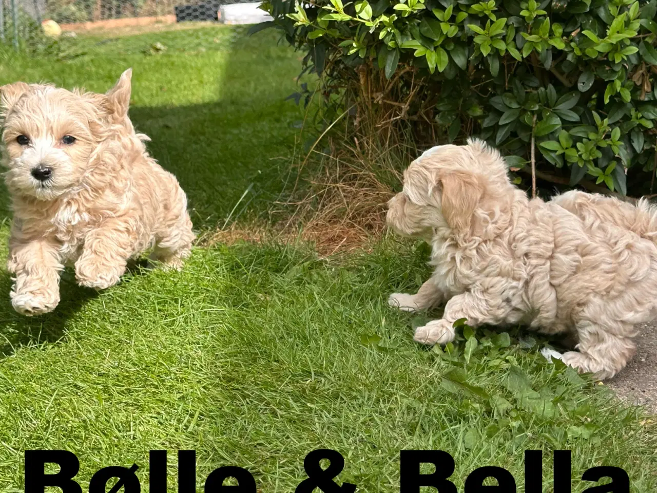Billede 8 - Maltipoo stueopdræt af DNA testede forældre