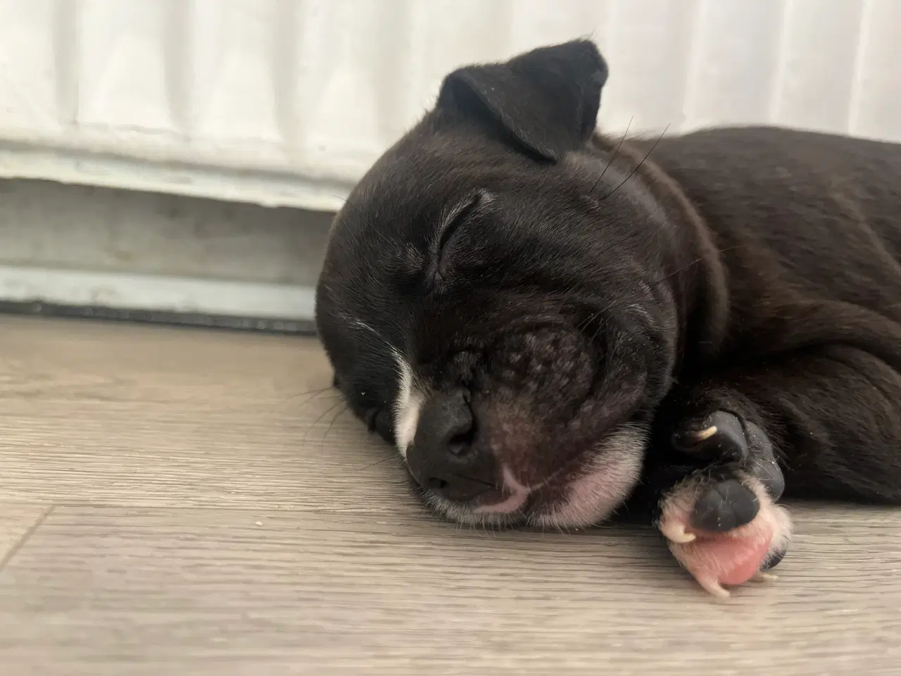 Billede 4 - Staffordshire bullterrier/ old english hvalpe 