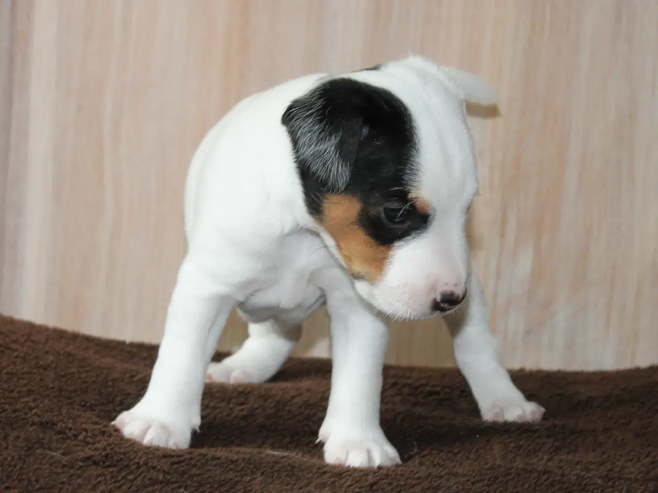 Billede 5 - Jack Russel Hvalpe