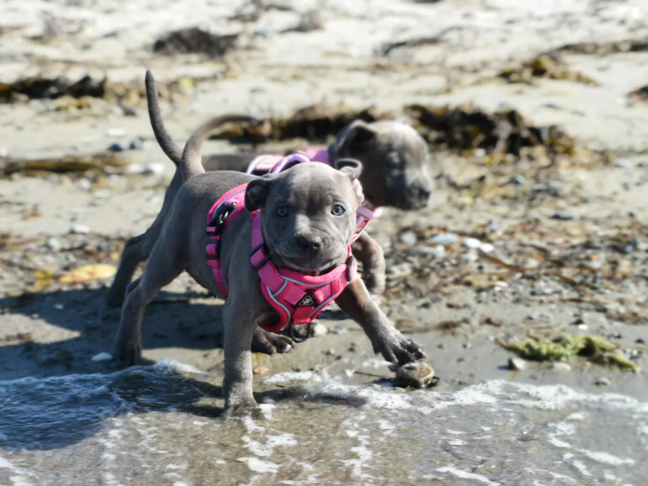 Billede 8 - Dkk staffordshire bull terrier 