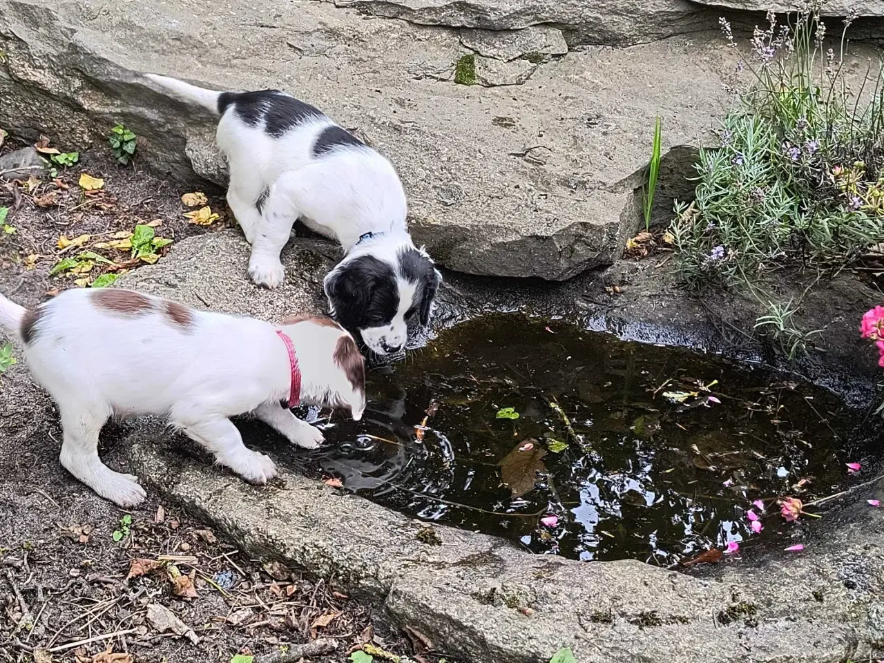 Billede 2 - FT Springer spaniel