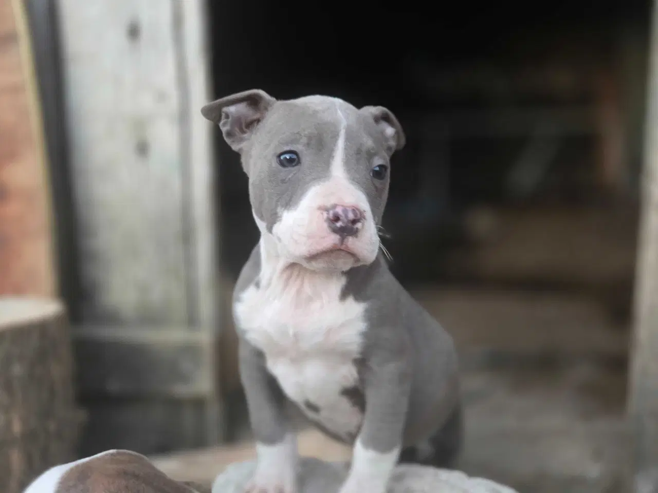 Billede 3 - American Bully XL hvalpe