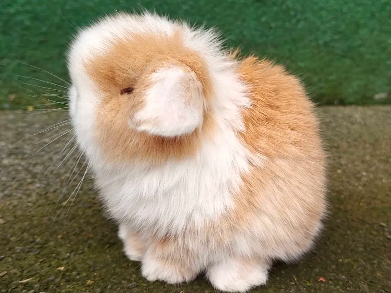 Billede 13 - Minilop