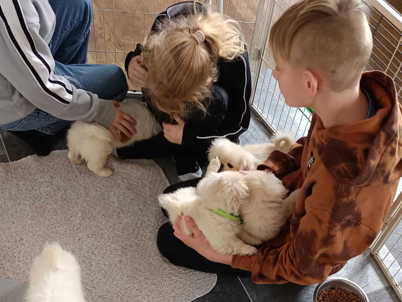 Billede 13 - Lækre hvalpe 