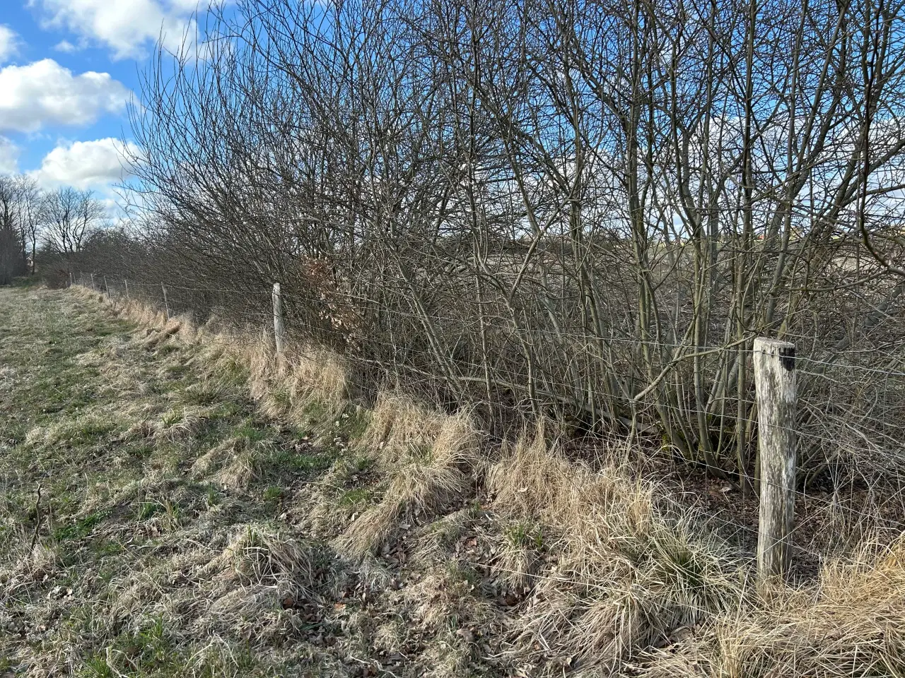 Billede 1 - Gratis hegn ved hurtig afhentning