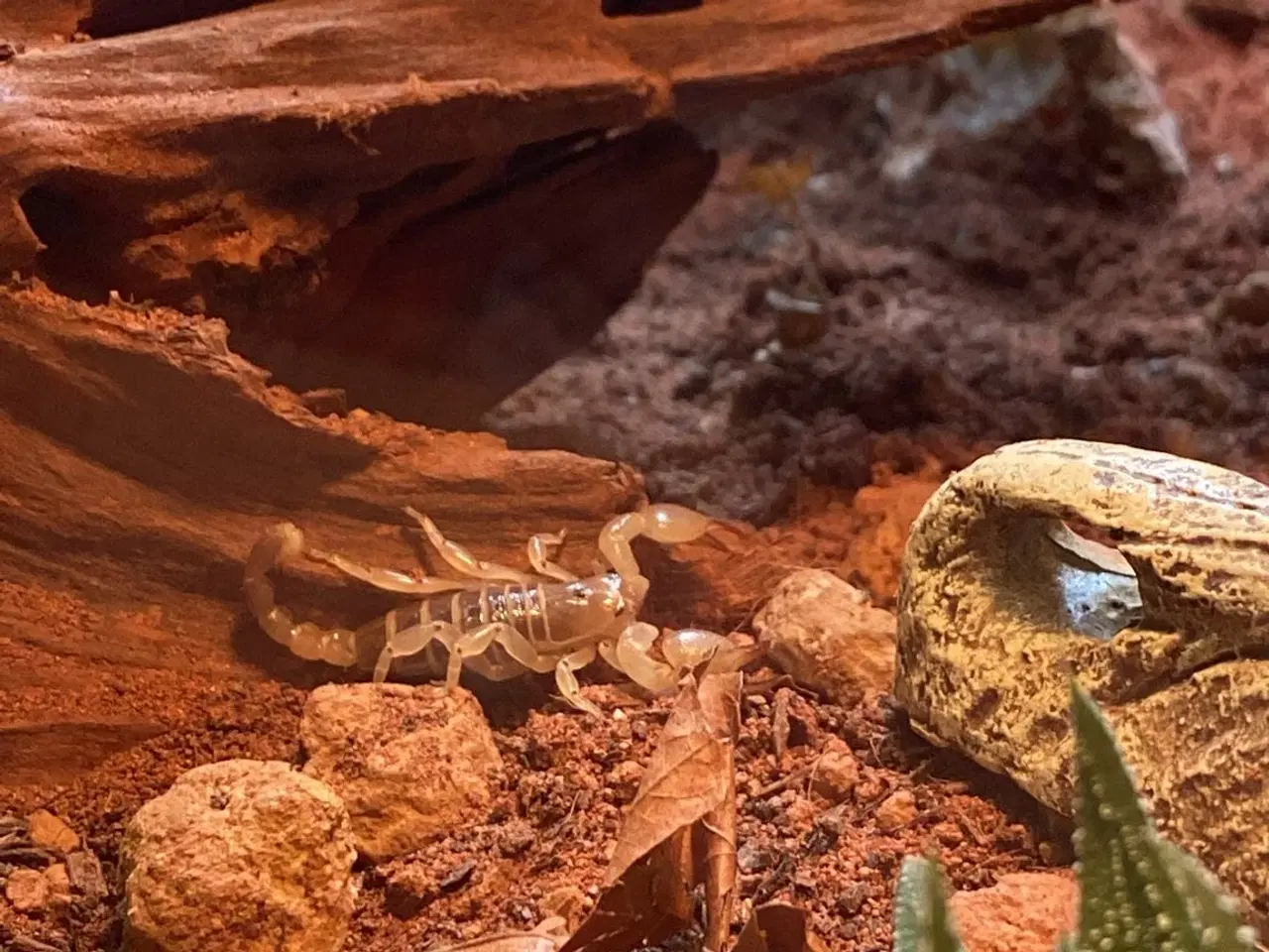 Billede 5 - Terrarier efter ønske – jeg laver/bygger/indretter