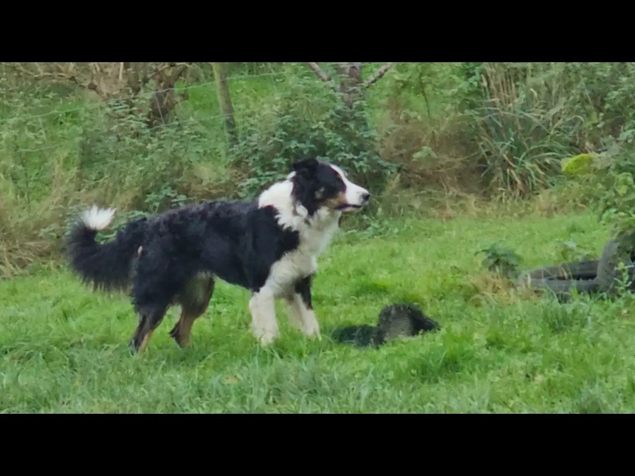 Billede 6 - Vidunderlig Border collie hvalp