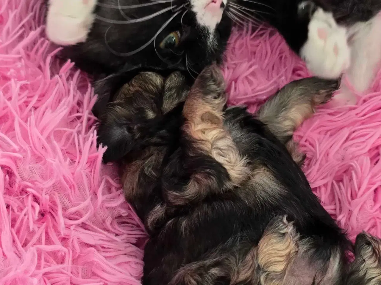 Billede 11 - Cody og Coco 