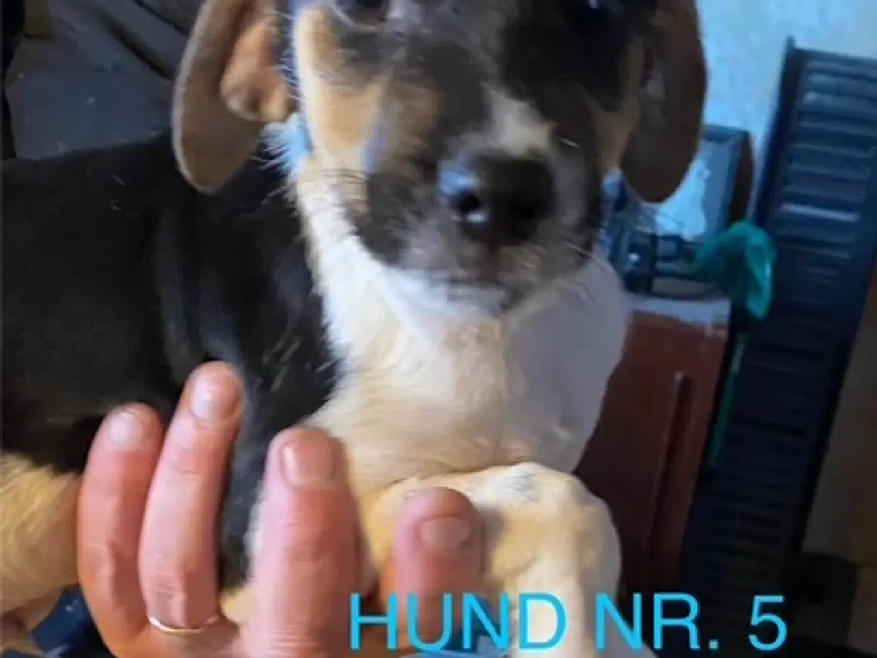 Billede 5 - Hunde hvalpe sælges