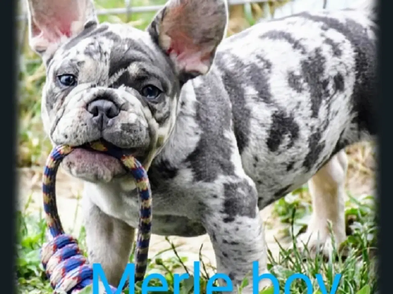 Billede 9 - Fransk bulldog hvalpe.
