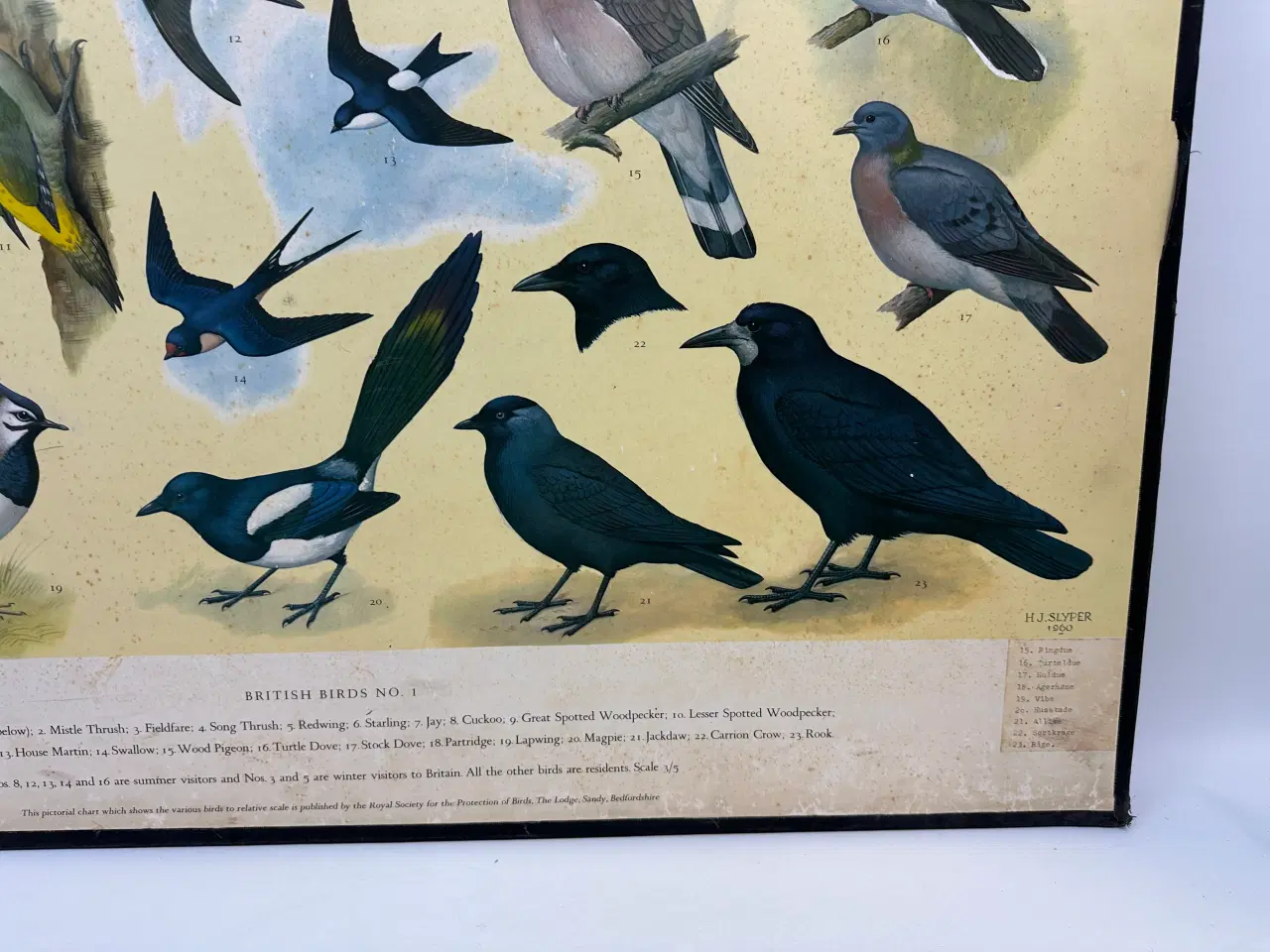Billede 6 - Vintage skoleplanche (Fugle)