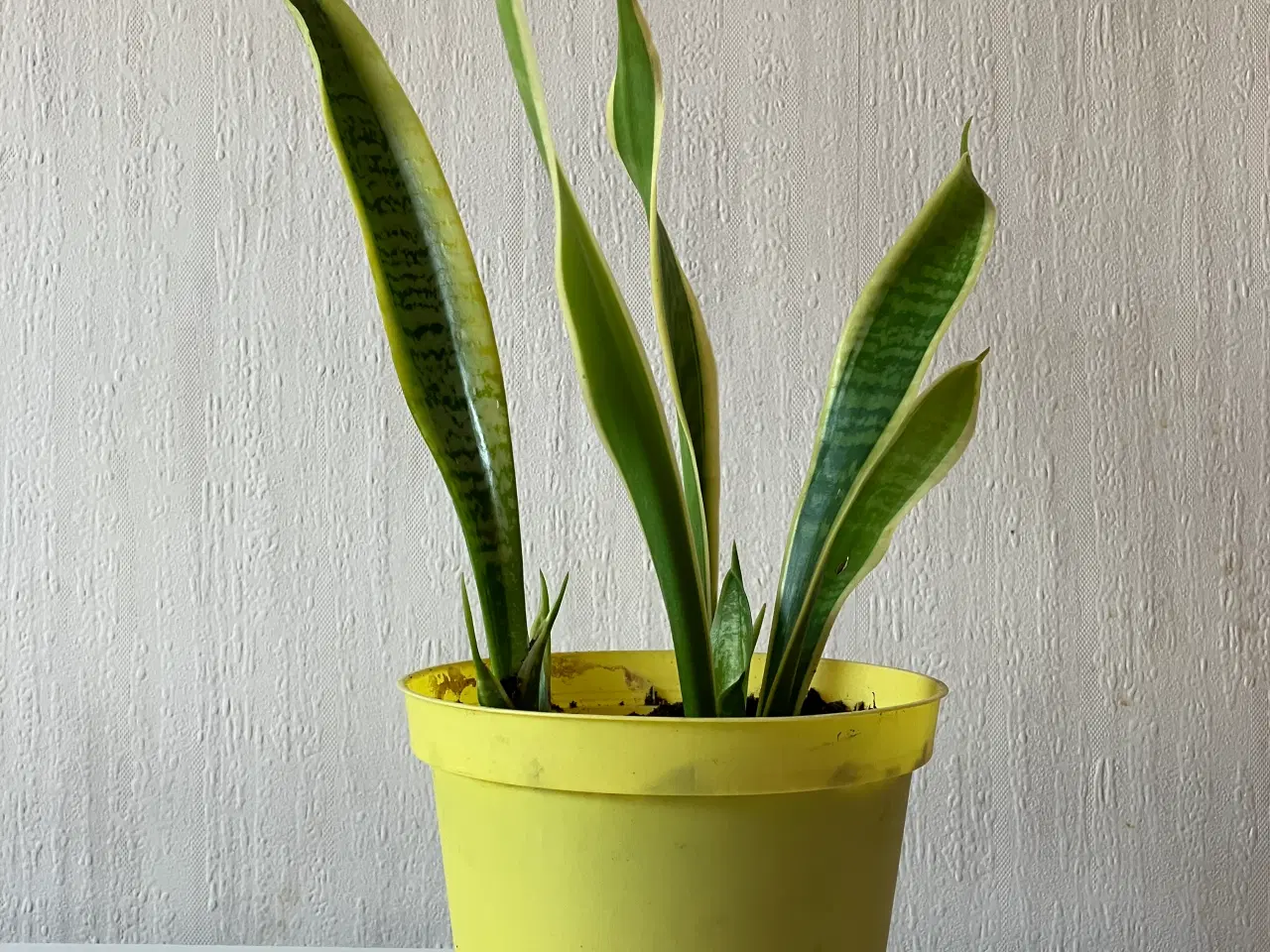 Billede 1 - Svigermors skarpe tunge