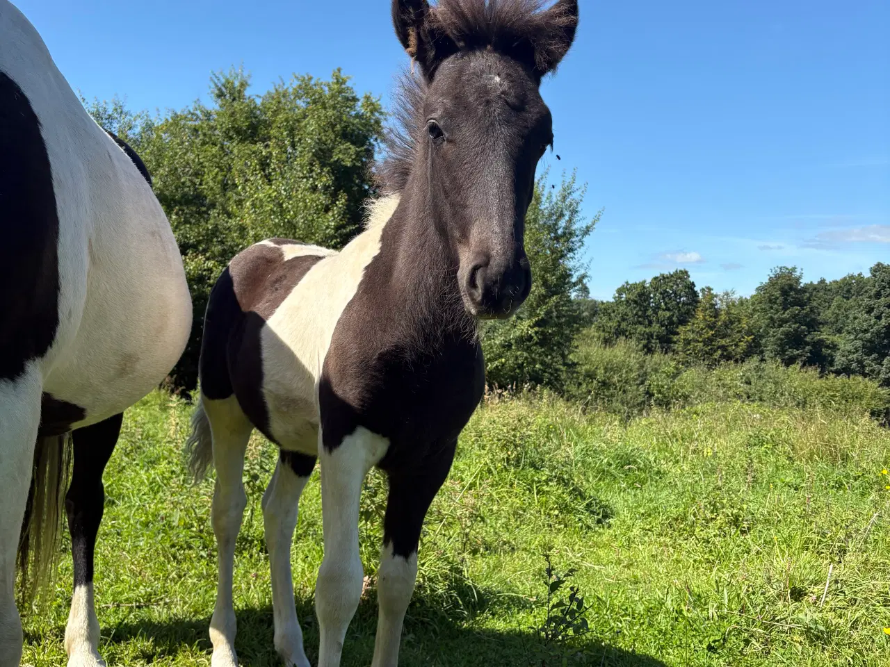 Billede 2 - Islænder føl og plage sælges