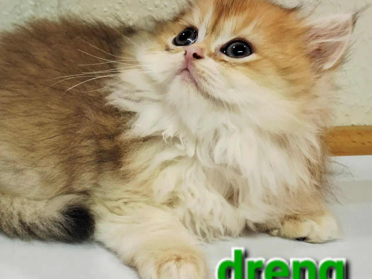 Billede 8 - British Shorthair og longhair med stamtavle 