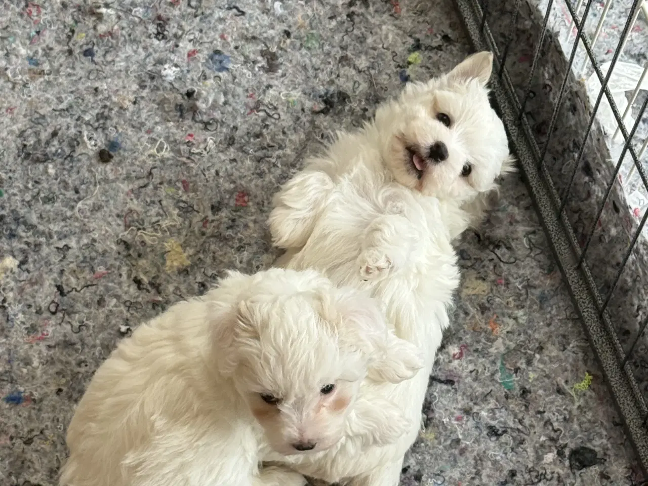 Billede 1 - Bichon havanais hvalpe sælges