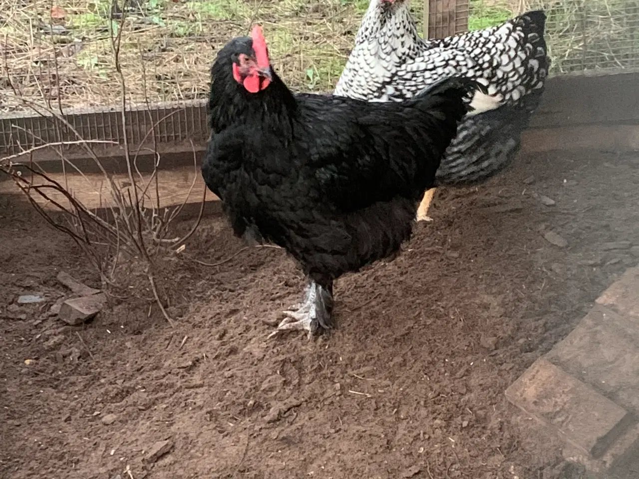 Billede 1 - Maran hane