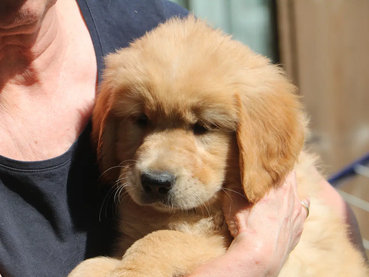 Billede 3 - Verdens smukkeste Golden Retriever hvalpe