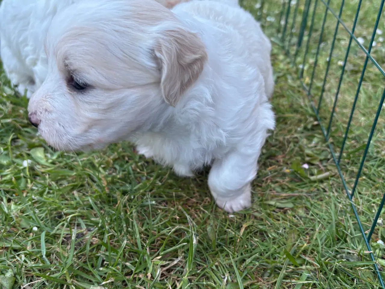 Billede 5 - Hundehvalpe 