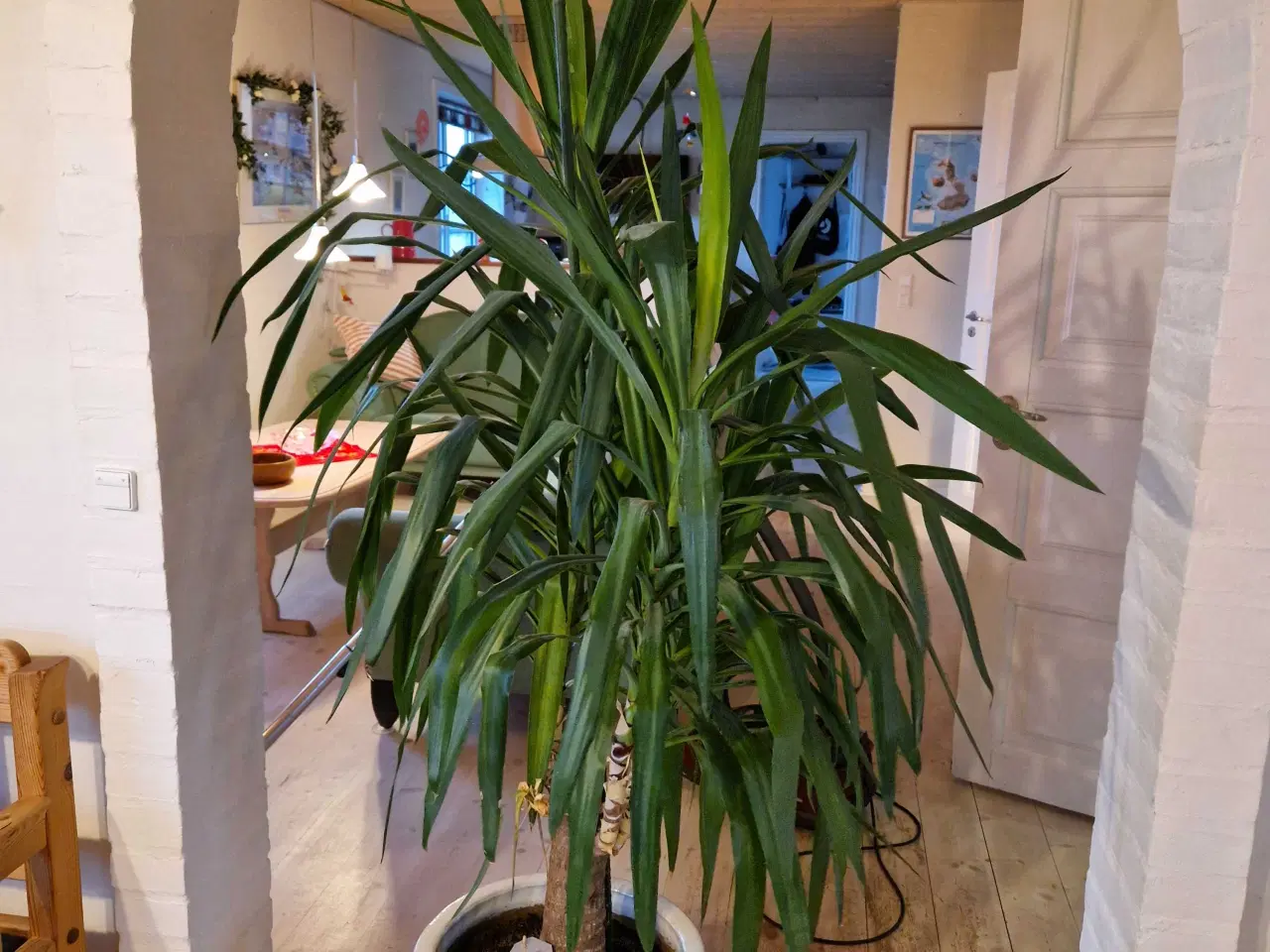 Billede 1 - Yucca palme sælges