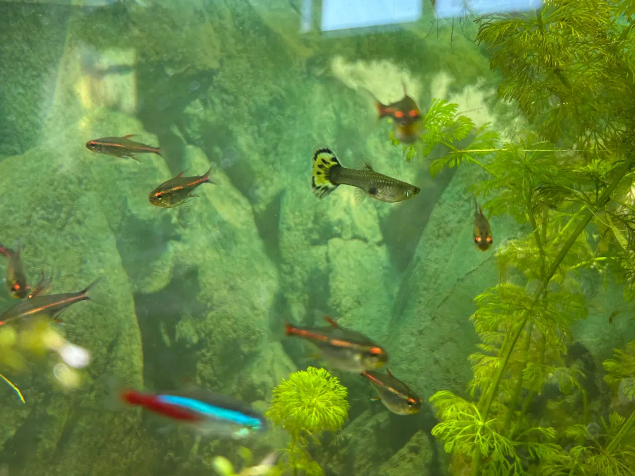 Billede 7 - 🐠 Glødelys Tetra – flotte, sunde stimefisk ✨