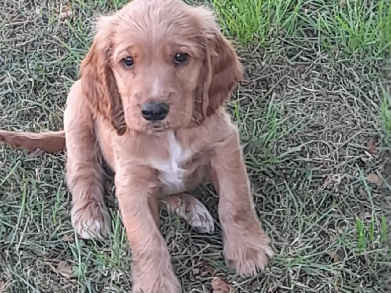 Billede 7 - engelsk cocker spaniel