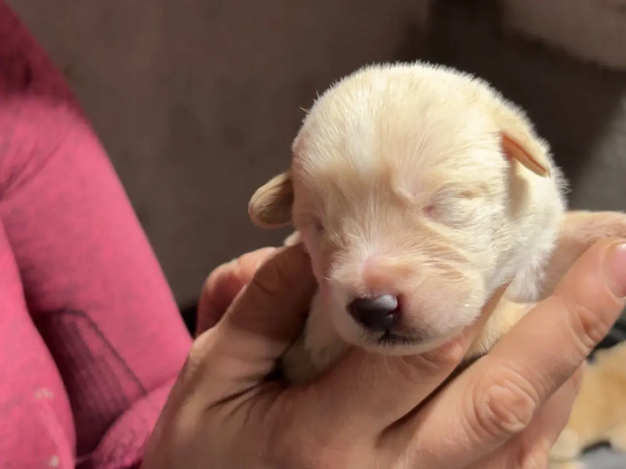 Billede 3 - Skønne hvalpe 