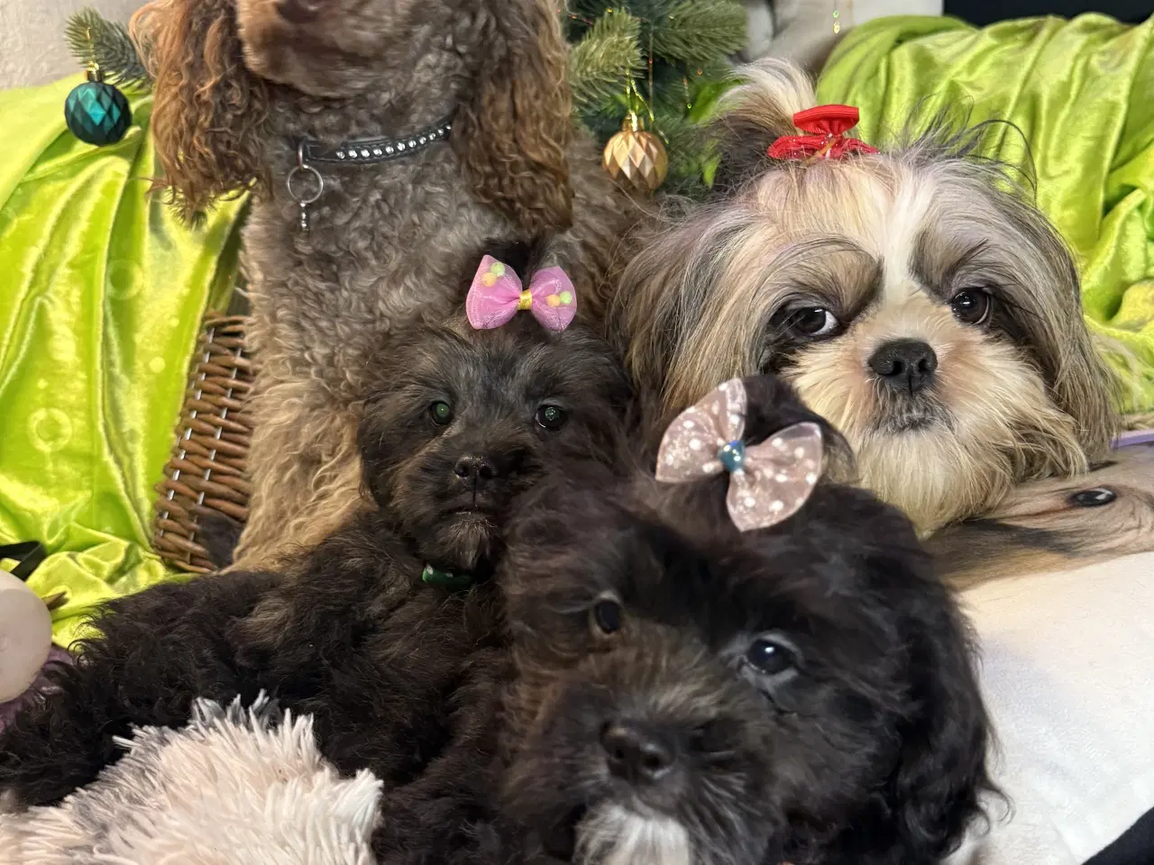 Billede 1 - Rejseklar Shihpoo /Klar i dit nye hjem/