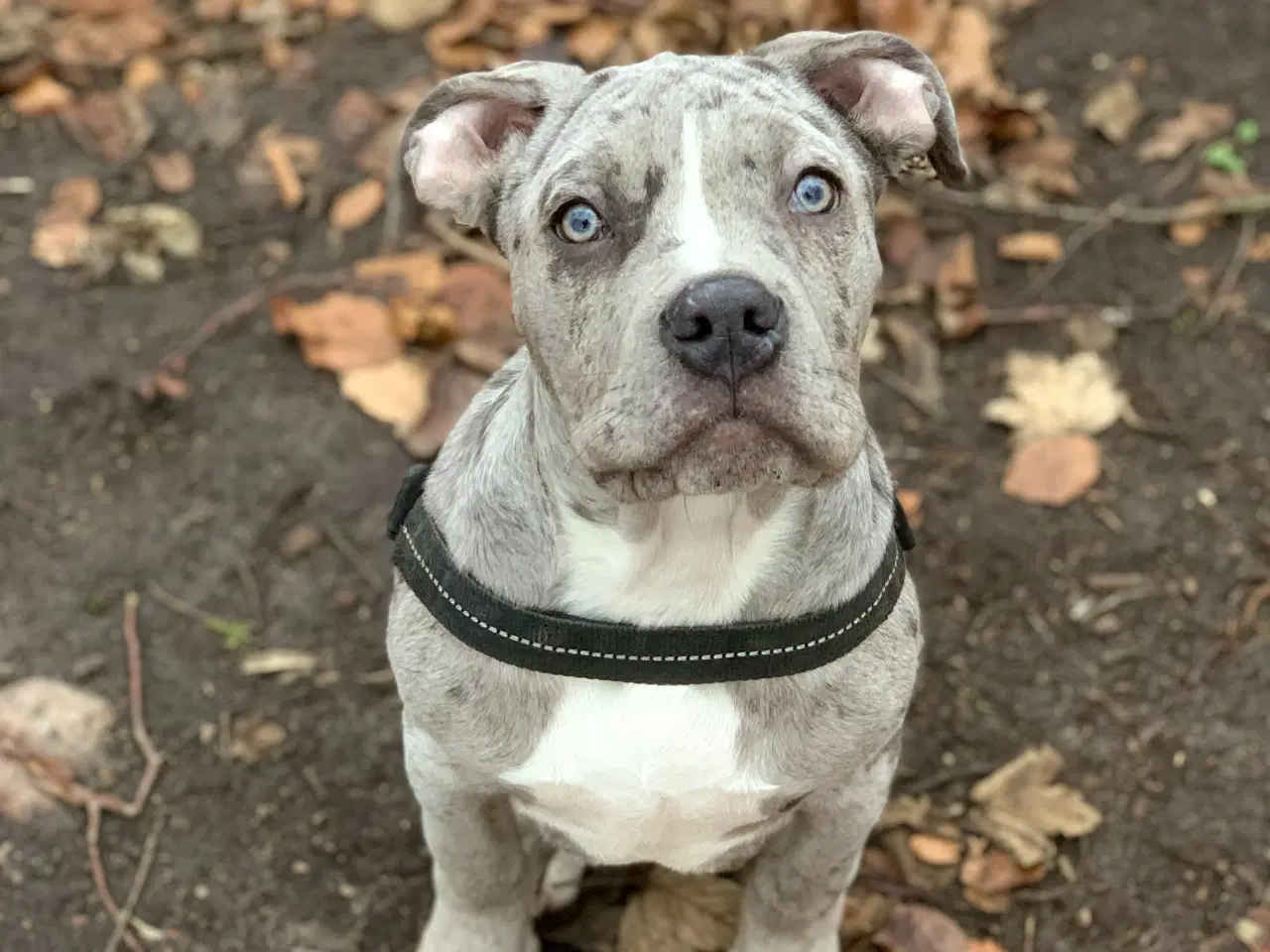 Billede 9 - American XL bully blue merle hanhvalp