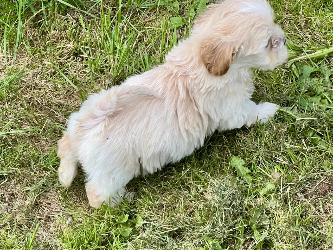 Billede 7 - Blandingshvalpe Bichon Havanais / Bolognese