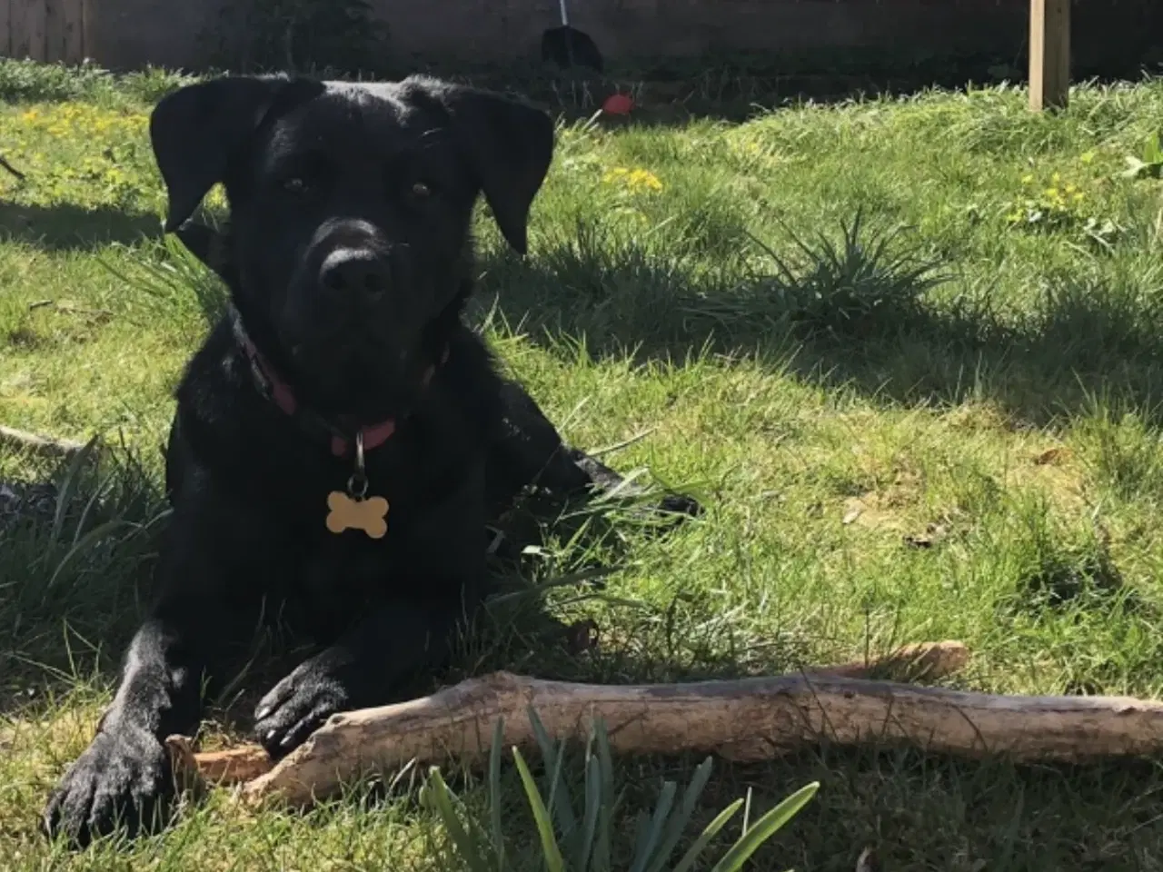 Billede 10 - Labradoodle-blandinger. 2 tæver tilbage ❤️🩷