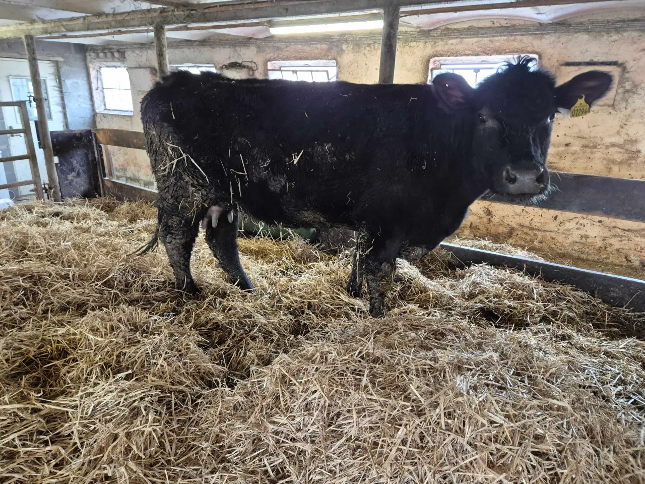 Billede 2 - Angus, ko med voksen kalv