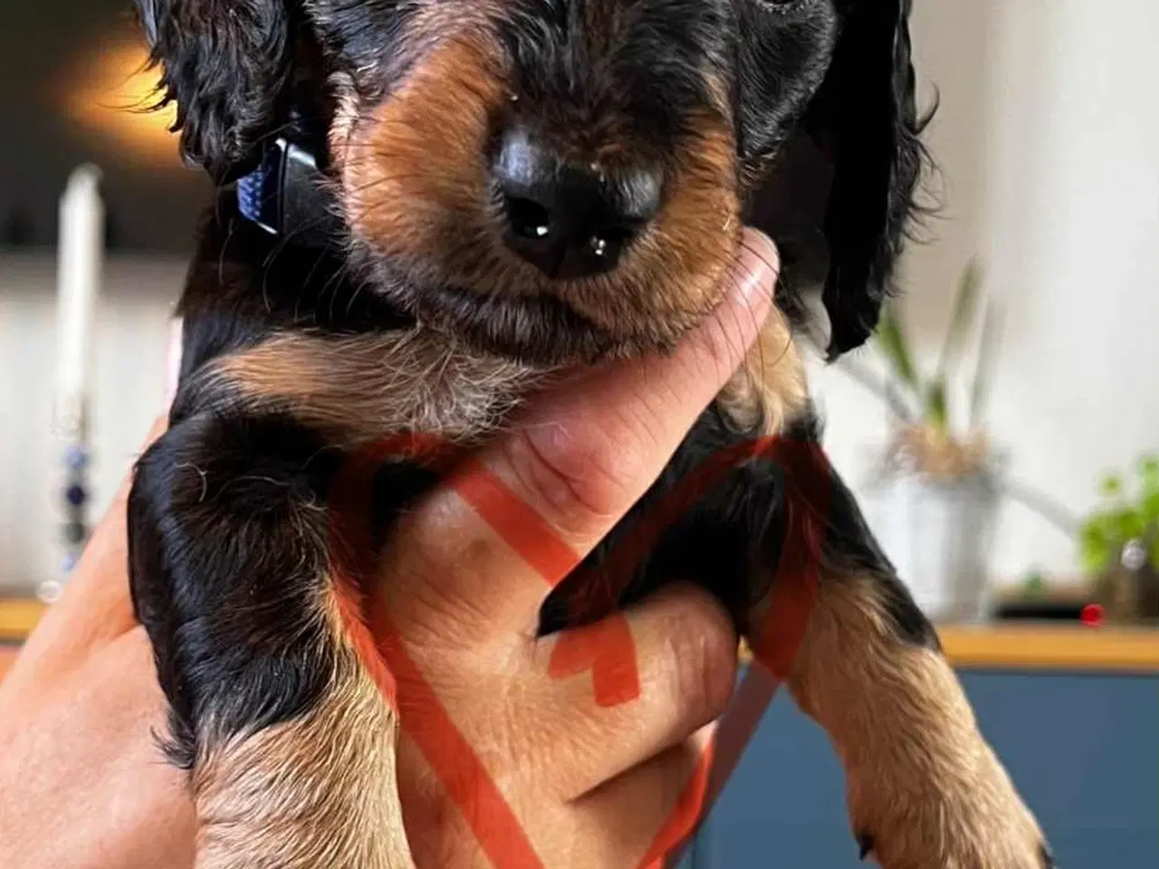 Billede 3 - Gravhunde hvalpe sælges 🐕